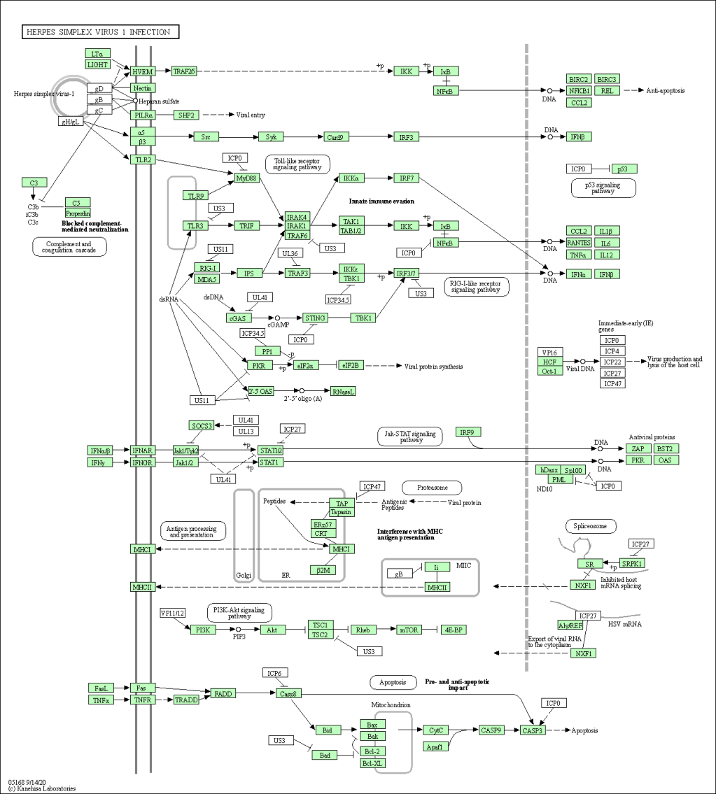 Gene Set Enrichment and KEGG Pathway Analysis Using&nbsp;ClusterProfiler